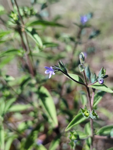 pennyroyal bluecurls (Trichostema coeruleum)