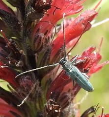 Phytoecia caerulescens