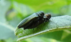 Agrilus viridis