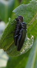 Agrilus viridis