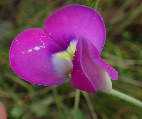 Image of Vigna unguiculata by no rights reserved