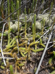 Brownseya serpentina