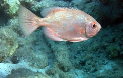 Heteropriacanthus cruentatus