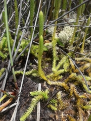 Brownseya serpentina