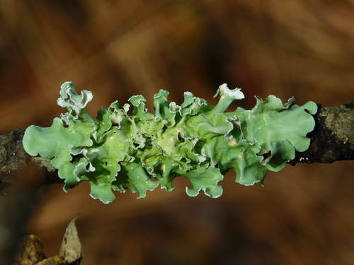 Parmotrema austrosinense (Zahlbr.) Hale
