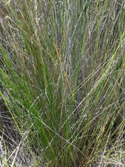Schoenus carsei
