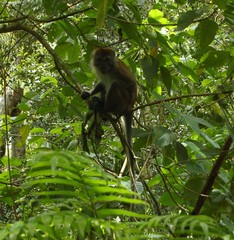 Macaca fascicularis