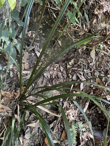 Carex perakensis, 2025-12-07