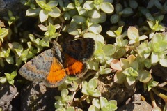 Paranotoreas brephosata