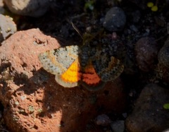 Paranotoreas brephosata