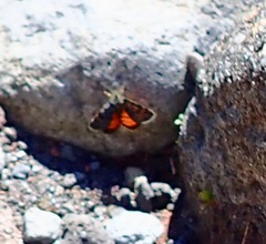 Paranotoreas brephosata