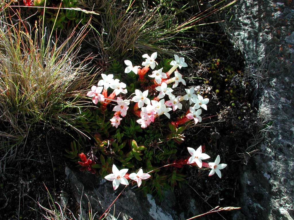 Crassula obtusa 2