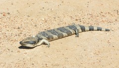 Tiliqua occipitalis