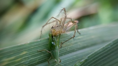 Oxyopes javanus