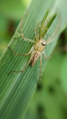 Oxyopes javanus