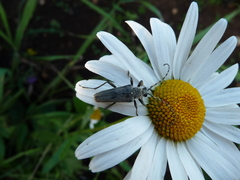 Lepturobosca virens