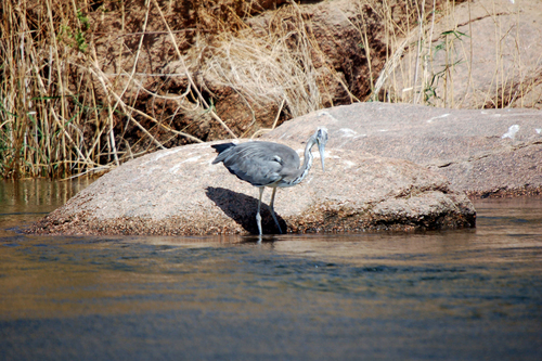 Grey Heron