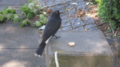 Strepera graculina