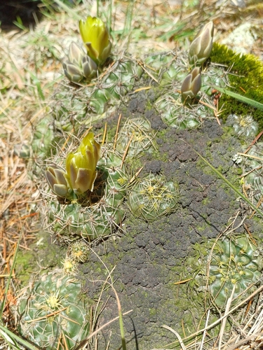 Gymnocalycium hossei