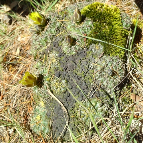 Gymnocalycium hossei