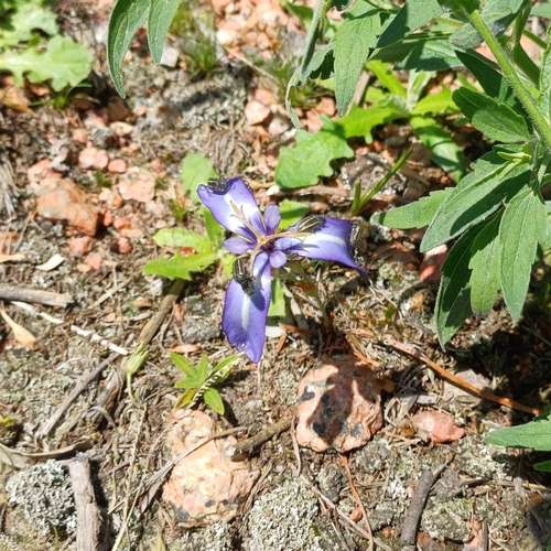 Herbertia pulchella