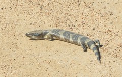 Tiliqua occipitalis