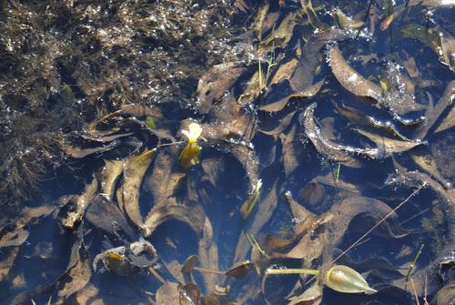 Water Lettuce
