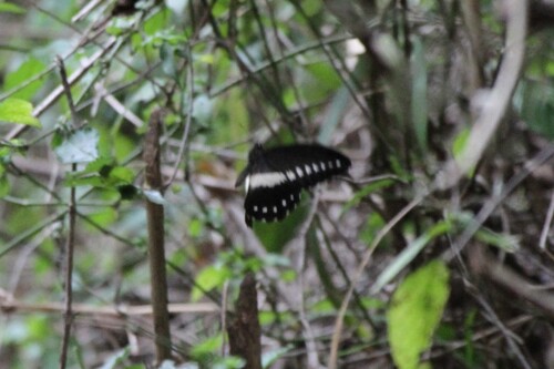 Jackson's Swallowtail