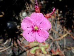 Drosera cuneifolia