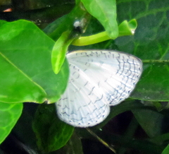 Spalgis lemolea lemolea