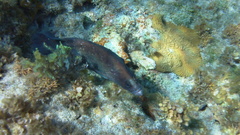 Rypticus saponaceus