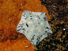 Patiriella
