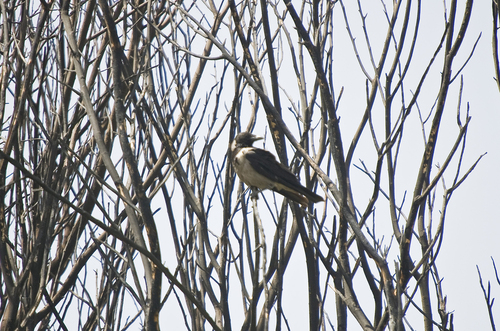 Hooded Crow