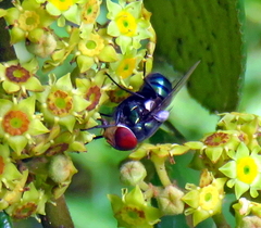 Chrysomya