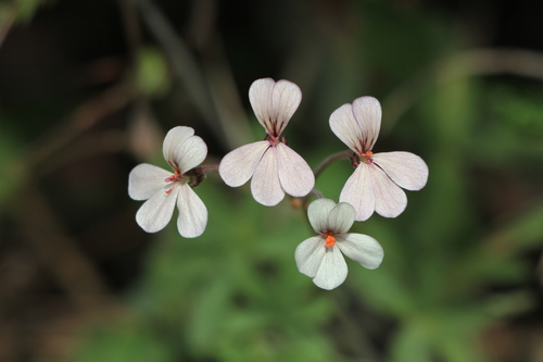 Pelargonium quinquelobatum