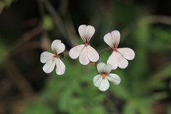 Pelargonium quinquelobatum