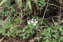 Pelargonium quinquelobatum, photograph (c) Samuel GUIRAUDOU, some rights reserved (CC BY)