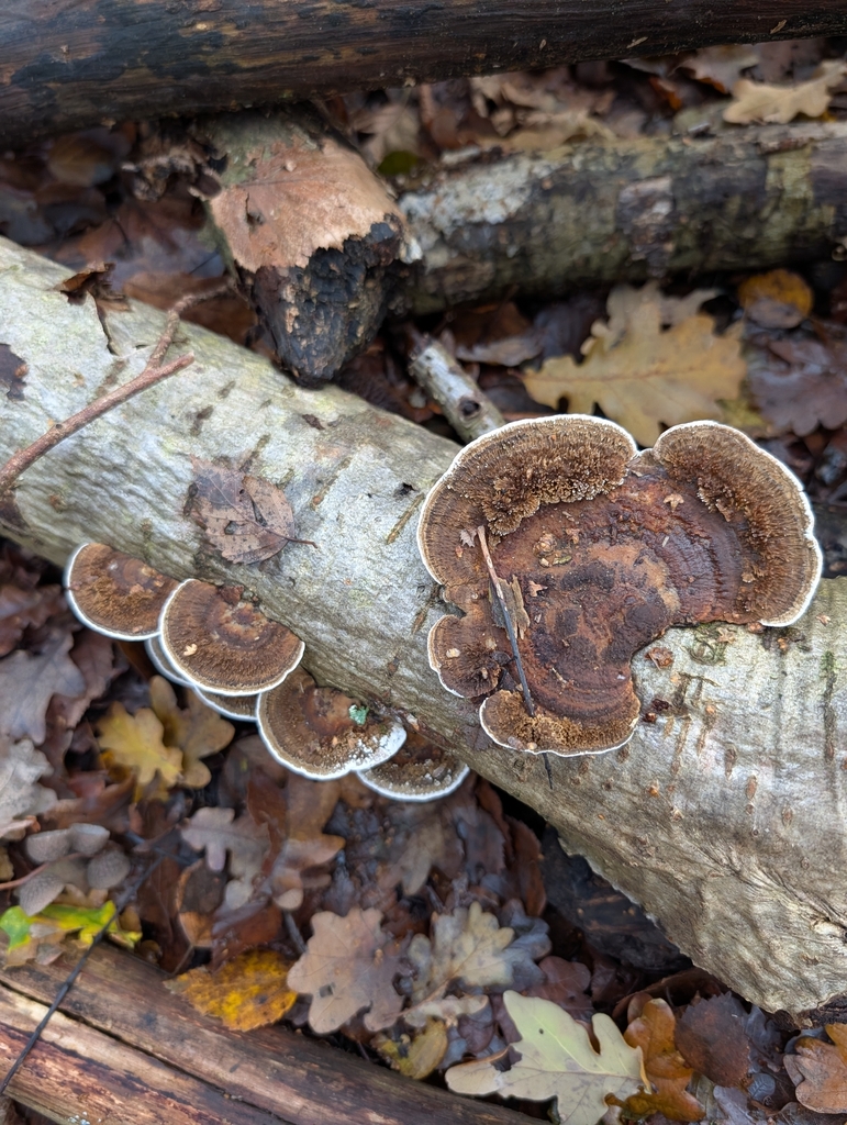Daedaleopsis confragosa · December 2025 · photo: © heather-hyfae (iNaturalist, cc-by)