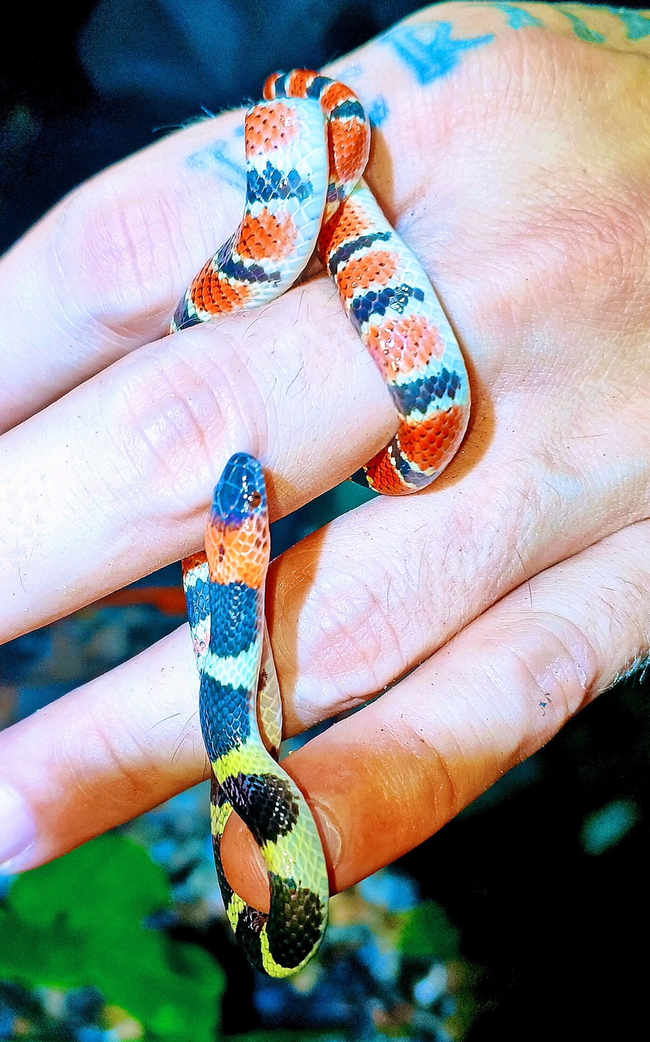 Bibron's False Coral Snake photo 3