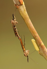 Keroplatus