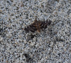 Piletocera signiferalis