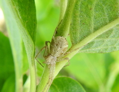 Philodromus cespitum