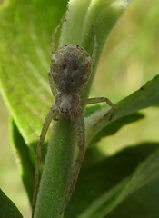 Philodromus cespitum