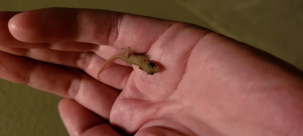 Asian House Gecko in December 2025 by Moistly Mayo · iNaturalist