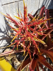 Bromeliaceae