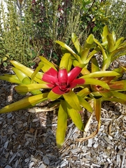 Bromeliaceae