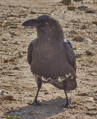 Corvus ruficollis