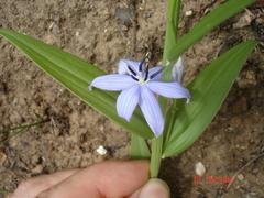 Walleria mackenziei