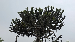 Euphorbia tortilis, photograph Ronith Urs, CC BY, iNaturalist via GBIF