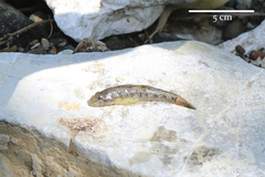 Glossogobius